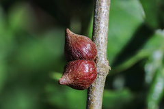 Callirhytis quercusventricosa
