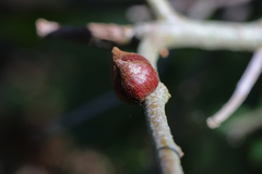 Callirhytis quercusventricosa