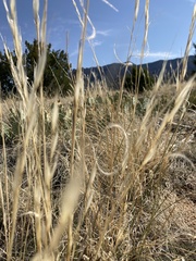 Hesperostipa