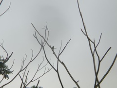 Psittacula longicauda