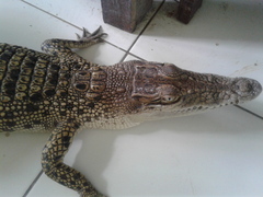 Crocodylia
