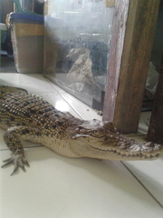 Crocodylia