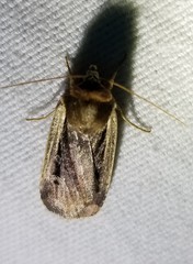 Ochropleura implecta
