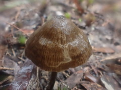 Entoloma conferendum