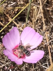 Hesperapis regularis