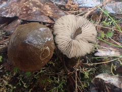 Entoloma conferendum