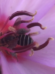 Hesperapis regularis