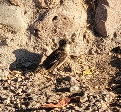 Passer domesticus