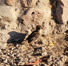 Passer domesticus