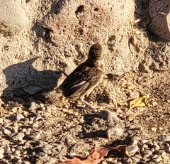 Passer domesticus