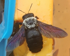 Xylocopa phalothorax