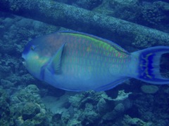 Chlorurus strongylocephalus