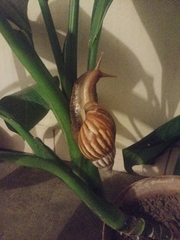 Lissachatina fulica