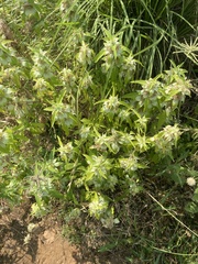 Monarda stanfieldii