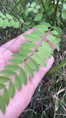 Astragalus canadensis