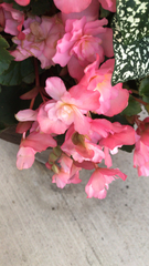 Begonia × tuberhybrida