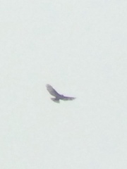 Buteo solitarius