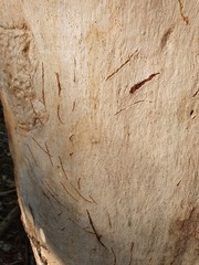 Phascolarctos cinereus