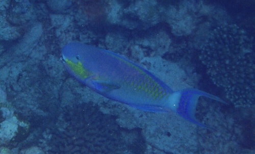 Roundhead Parrotfish — seen at this dive site