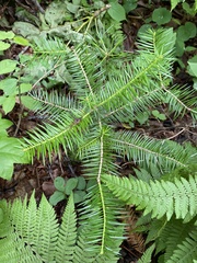 Abies holophylla