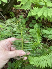 Abies holophylla