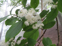 Symplocos sawafutagi