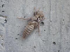 Ophiogomphus mainensis