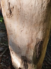 Phascolarctos cinereus