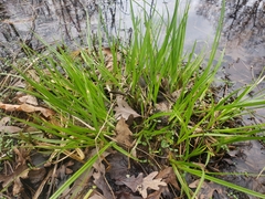 Carex tuckermanii