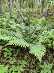 Dryopteris crassirhizoma