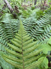 Dryopteris crassirhizoma