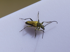 Lepturobosca chrysocoma