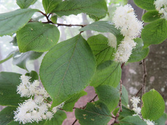 Symplocos sawafutagi