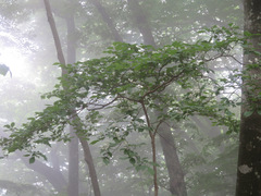Symplocos sawafutagi