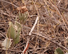 Arctotis angustifolia