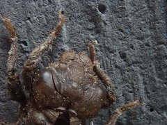 Ophiogomphus mainensis