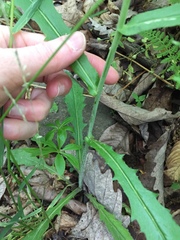 Borodinia canadensis