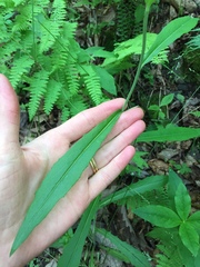 Borodinia canadensis