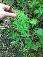 Borodinia canadensis