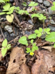 Potentilla centigrana