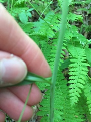 Borodinia canadensis