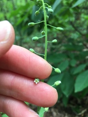 Borodinia canadensis
