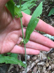 Borodinia canadensis