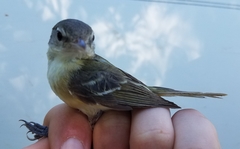 Vireo bellii