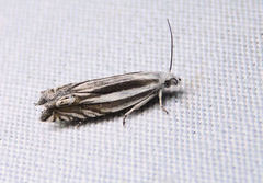 Eucosma striatana