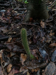 Acanthocereus hesperius