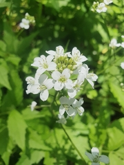 Cardamine leucantha