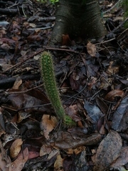 Acanthocereus hesperius