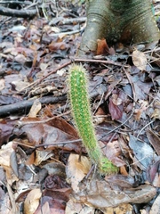 Acanthocereus hesperius