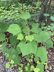 Acer tegmentosum